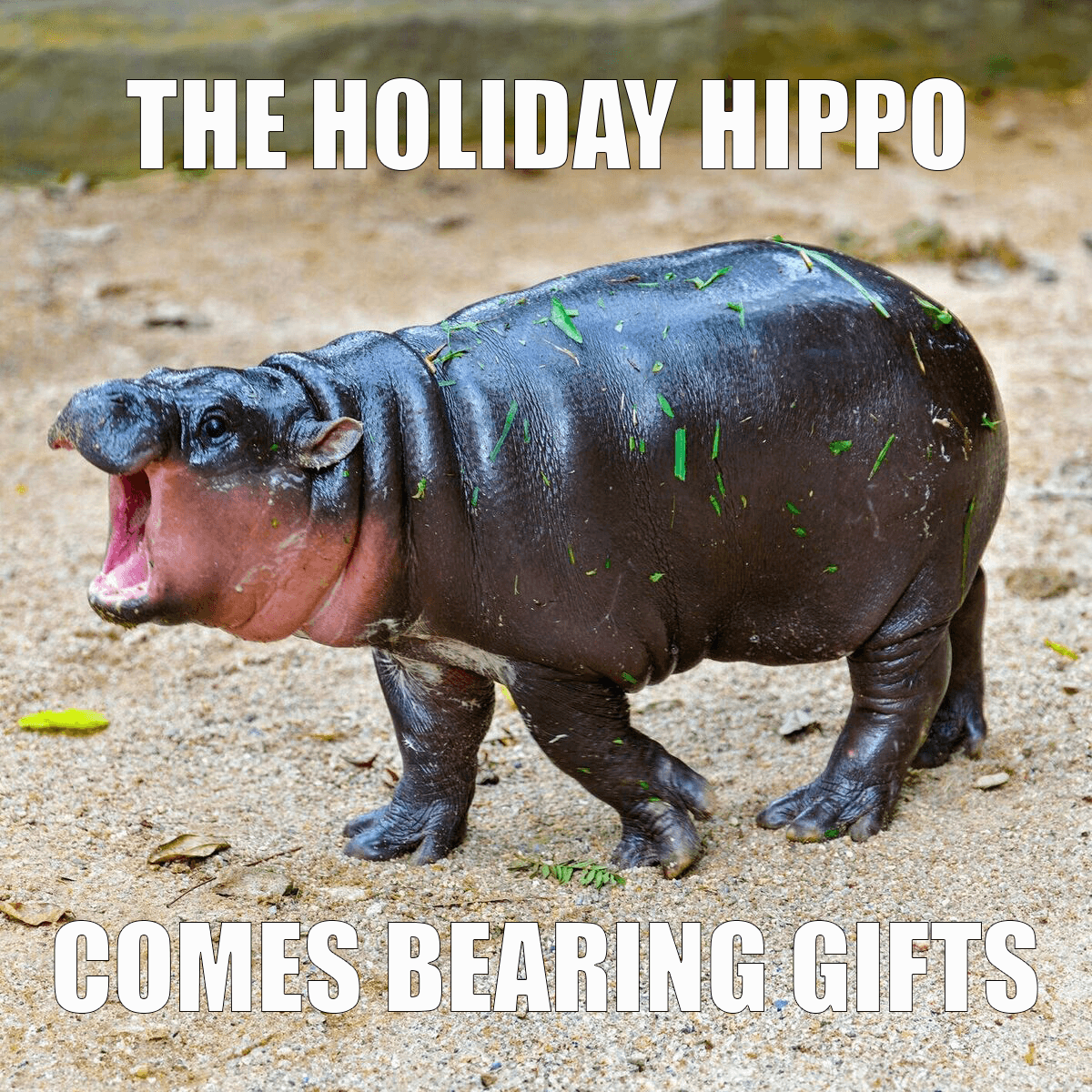 The Holiday Hippo